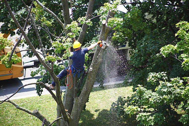 How Our Tree Care Process Works  in  Eau Claire, WI