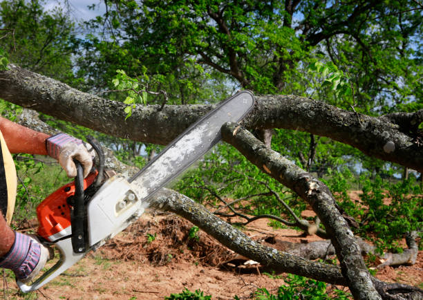 Best Lot and Land Clearing  in Eau Claire, WI